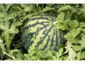 スイカの育て方……栽培スケジュールや家庭菜園での手入れを解説