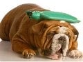 犬との暮らし、暑い時期に気をつけたいこと
