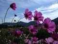 日本は季節とコラボする…… 九月：木染月