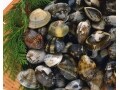 基本のあさりの砂抜き方法