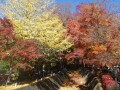 紅葉名所「河口湖もみじ回廊」で鮮やかな紅葉を堪能！ 見頃やアクセス方法は？【山梨県】