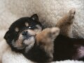 年賀状作りに割引チャンス！アマゾンの限定クーポン