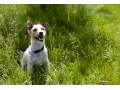 犬にとって迷惑な外部寄生虫の種類・原因・対策