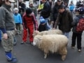 子連れで楽しめる東京の年末年始イベント2013