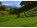 お茶(日本茶)の種類
