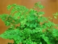 観葉植物の選び方