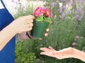 ガーデニング事件簿5. 植物の繁殖栽培と法律