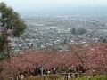 河津桜が彩る松田・西平畑公園へ【神奈川】