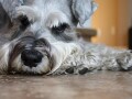 犬の毛玉の取り方・予防法　ポイントを押さえて愛犬の皮膚を守ろう！