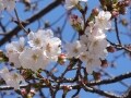 山手線(外回り)を歩く　大塚駅～駒込駅