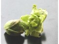 山菜や野菜、身近な食べ物の意外な毒性にご注意