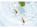 縁日の金魚の飼い方！お祭りの”金魚すくい”の魚を長生きさせるには