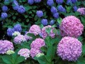 【紫陽花の豆知識】梅雨を彩るあじさいの種類・名所・おまじない雑学