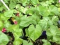 夏休み 植物の成長と共に子どもも成長！