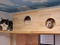 猫と暮らす家-リフォーム実例