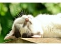 猫の夏バテは食事で対策！
