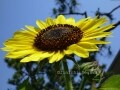 デジカメで昆虫植物採集のススメ