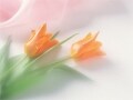 法事・法要の参列マナー