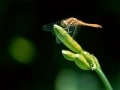 夏風邪、食欲不振…夏バテ癒すアロマテラピー