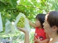 子連れで楽しむぶどう狩り／山梨・関東