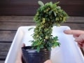 小さな盆栽の作り方(苗の下準備や根の処理）