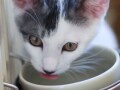 猫と快適な冬を迎えるために
