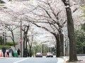 溜池山王駅徒歩2分、港区赤坂1丁目「サイオン桜坂」