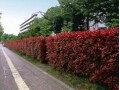 生垣の種類と作り方　高さ・樹木(樹種)・植栽の基本