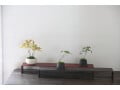 小さな盆栽の作り方【植込みから完成までを解説】