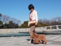 ペットホテルやペットシッターに犬を預ける時には