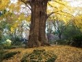 あの人気スポットの紅葉は「この位置」から見よう！