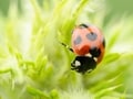 家庭菜園で使う農薬の種類と選び方