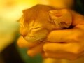 猫が『無』になる瞬間