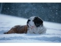 寒さが増した時期に、犬との暮らしで気を付けたいこと