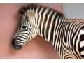 動画も見られる！WEB動物図鑑を使ってみよう