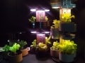 水耕栽培ができ、インテリア照明にもなるLED器具