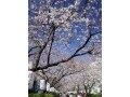 鶴岡八幡宮周辺のお花見おすすめ観光コース
