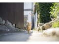 猫の分離不安症とは？症状チェックと解消方法