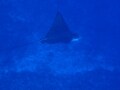 南大東島の観光・ツアー情報