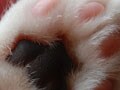 肉球フェチに贈る！猫の肉球の秘密