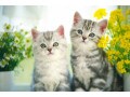 産まれたて子猫の育て方マニュアル
