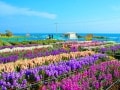 房総千倉温泉で春先取り！ 白間津花畑と三大朝市