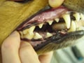 デンタルケア：「犬の歯について学ぶ」編