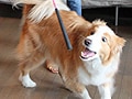 愛犬と楽しくクリッカートレーニング！-７