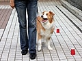 愛犬と楽しくクリッカートレーニング！-８