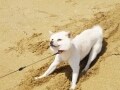 犬の無駄吠えや飛びつき癖を防ぐにはどうする？