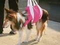 老犬の徘徊対策にサークルを手作り！ 老犬・高齢犬のための介護用品