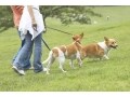 ドッグラン・公園を楽しむしつけとマナー