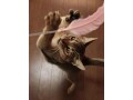猫、釣れちゃった？！