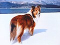 犬との旅行準備と宿でのマナー